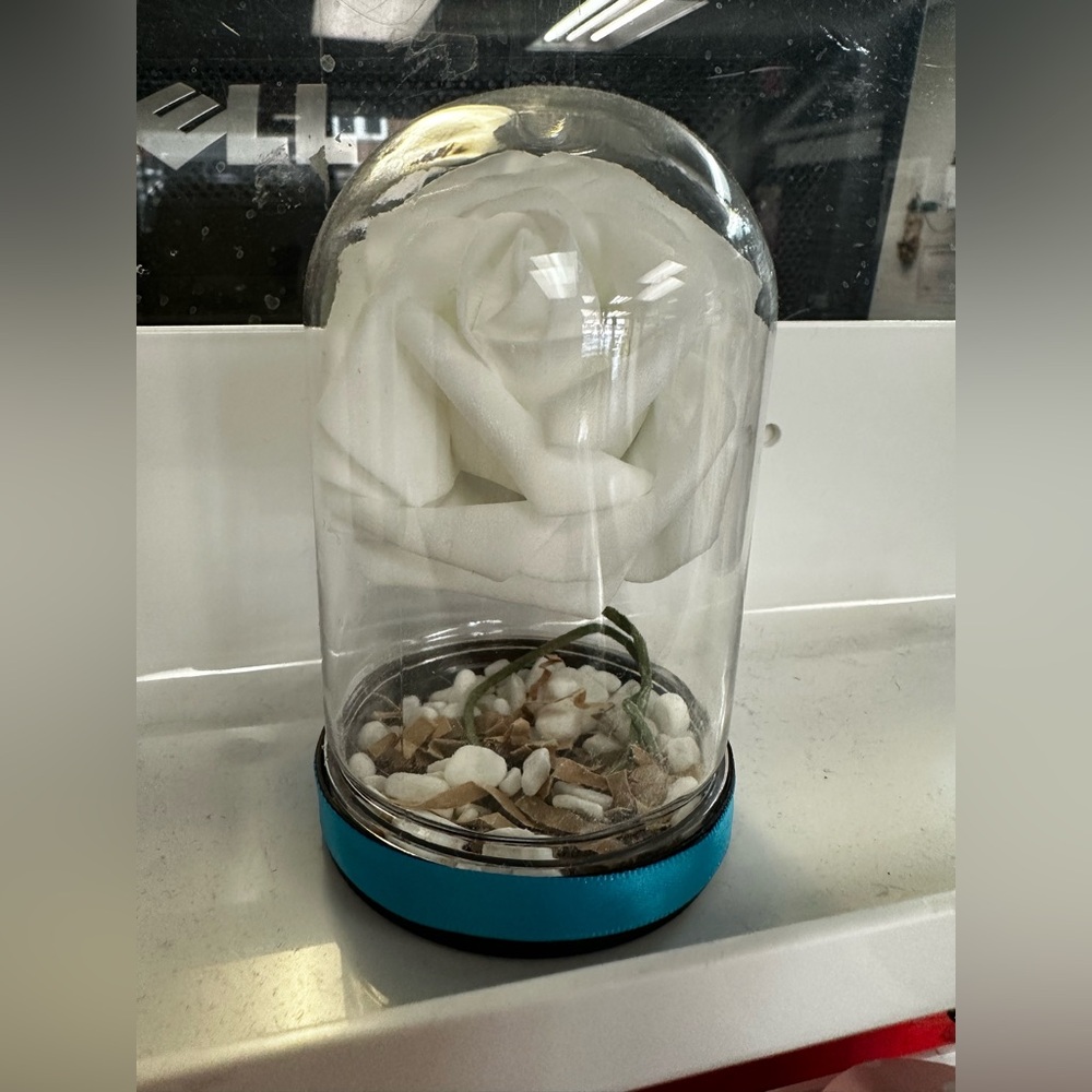White Forever Rose in Plastic Dome with Blue Base